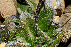 Arabis alpina (C172933)