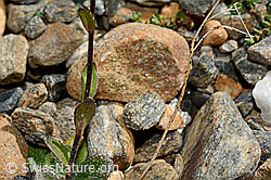 Arabis alpina (C172934)
