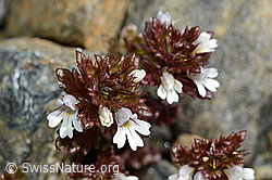 Zwerg-Augentrost (Euphrasia minima) (C172955)