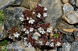 Zwerg-Augentrost (Euphrasia minima) (C172957)