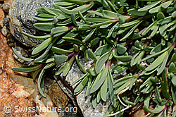 Kriechendes Gipskraut (Gypsophila repens) (C172975)