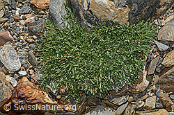 Kriechendes Gipskraut (Gypsophila repens) (C172976)