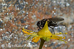 Zaphne ambigua on Saxifraga aizoides (C172981)