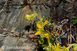 Mistbiene (Eristalis tenax) auf bewimpertem Steinbrech (Saxifraga aizoides) (08.2020, C173004)