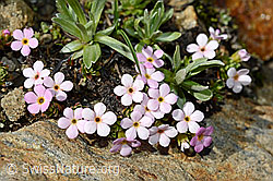 C173119: Alpen-Mannsschild (Androsace alpina)