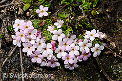C173121: Alpen-Mannsschild (Androsace alpina)