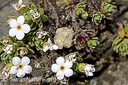 Alpen-Mannsschild (Androsace alpina) (C173125)