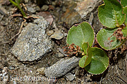 Salix herbacea (C173138)