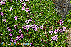 Kalk-Polsternelke (Silene acaulis) (08.2020, C173140)