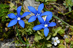 C173143: Kurzblättriger Enzian (Gentiana brachyphylla)