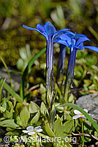 C173144: Kurzblättriger Enzian (Gentiana brachyphylla)