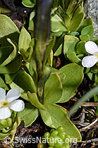 C173146: Kurzblättriger Enzian (Gentiana brachyphylla)