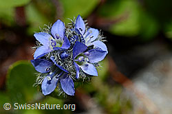Alpen-Ehrenpreis (Veronica alpina) (08.2020, C173152)