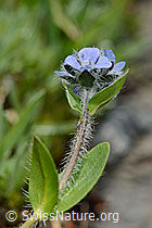 C173155: Alpen-Ehrenpreis (Veronica alpina)