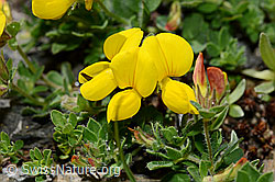 C173156: Alpen-Hornklee (Lotus alpinus)
