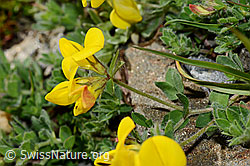 C173157: Alpen-Hornklee (Lotus alpinus)