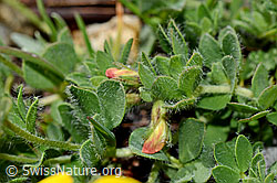 C173158: Alpen-Hornklee (Lotus alpinus)