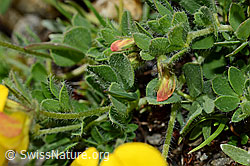 C173159: Alpen-Hornklee (Lotus alpinus)
