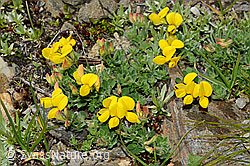 C173160: Alpen-Hornklee (Lotus alpinus)