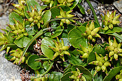 Salix herbacea (C173161)