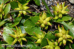 Salix herbacea (C173162)