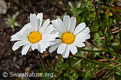 Gewöhnliche Alpenmargerite (Leucanthemopsis alpina) (08.2020, C173167)