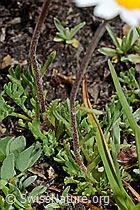Gewöhnliche Alpenmargerite (Leucanthemopsis alpina) (08.2020, C173169)