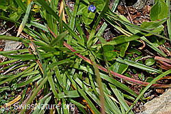 Alpen-Pechnelke (Silene suecica) (C173172)
