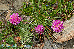 Alpen-Pechnelke (Silene suecica) (C173173)