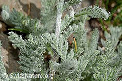 Zwerg-Schafgarbe (Achillea nana) (C173176)
