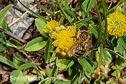 Italienische Biene (Apis mellifera ligustica) an Braun-Klee (Trifolium badium) (C173191)