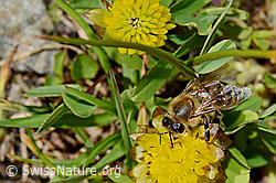 Italienische Biene (Apis mellifera ligustica) an Braun-Klee (Trifolium badium) (C173192)