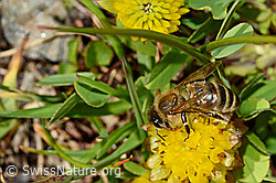 C173194: Italienische Biene (Apis mellifera ligustica) an Braun-Klee (Trifolium badium)