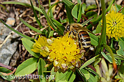 Italienische Biene (Apis mellifera ligustica) an Braun-Klee (Trifolium badium) (C173195)