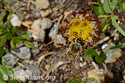 C173200: Italienische Biene (Apis mellifera ligustica) an Braun-Klee (Trifolium badium)