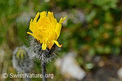 Grauzottiges Habichtskraut (Hieracium piliferum) (C173207)