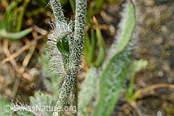 C173209: Grauzottiges Habichtskraut (Hieracium piliferum)