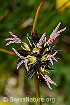 C173214: Jacquins Binse (Juncus jacquinii)