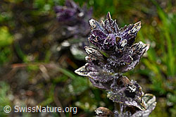Alpenhelm (Bartsia alpina) (C173225)