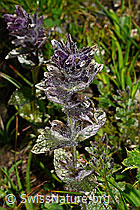Alpenhelm (Bartsia alpina) (C173226)