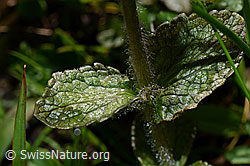 Alpenhelm (Bartsia alpina) (C173227)