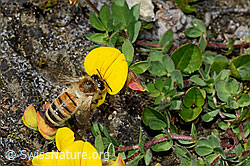 C173229: Italienische Biene (Apis mellifera ligustica) an Alpen-Hornklee (Lotus alpinus)