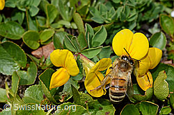 C173230: Italienische Biene (Apis mellifera ligustica) an Alpen-Hornklee (Lotus alpinus)
