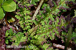 C173232: Kerners Läusekraut (Pedicularis kerneri)