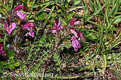 C173233: Kerners Läusekraut (Pedicularis kerneri)