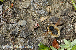 Bombylius semifuscus (C173239)
