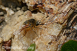 C173247: Bombylius semifuscus (Wollschweber)