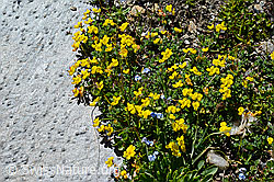 C173260: Alpen-Hornklee (Lotus alpinus)