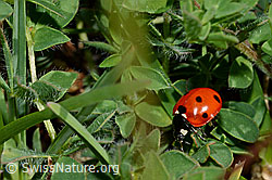 C173267: Siebenpunkt-Marienkäfer (Coccinella septempunctata)