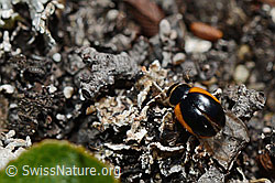 C173269: Coccinella venusta (Marienkäfer)